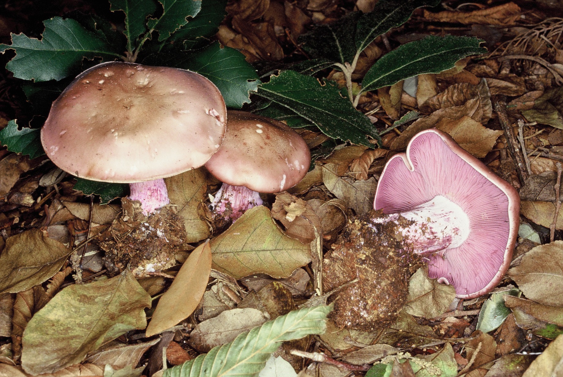 lepista nuda