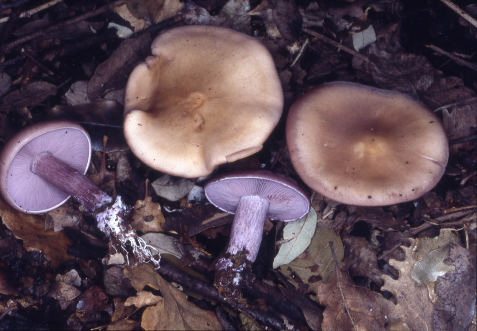 lepista sordida