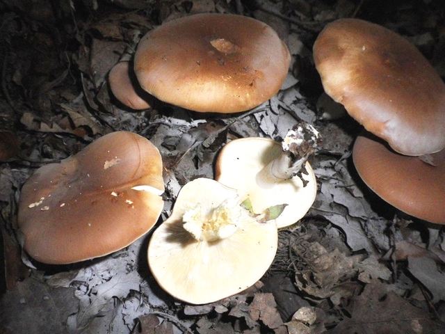 leuco_gentianeus__Selva_Gall_amarus