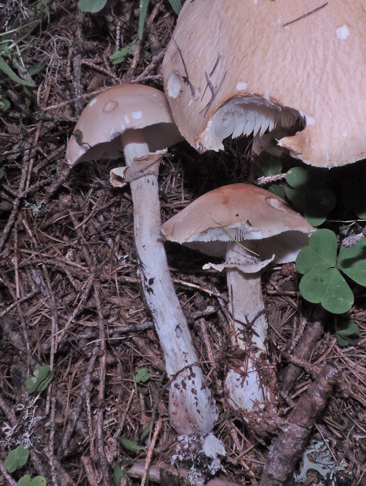 limacella guttata x scheda