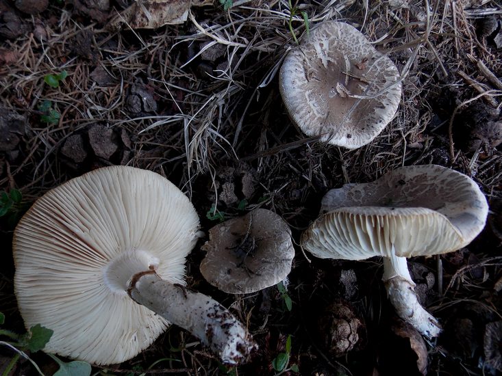 limacella subfurnacea