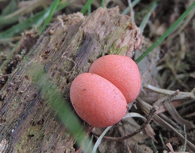 lycogala epi dendr camm x