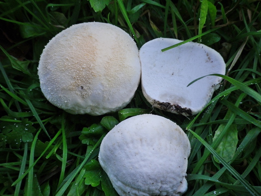 lycoperd  pratense x scheda 2
