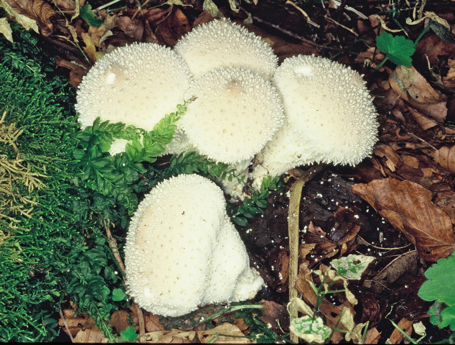 lycoperdon perlatum