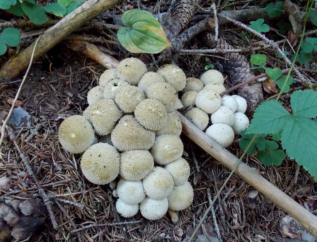 lycoperdon_perlatum_abetaia