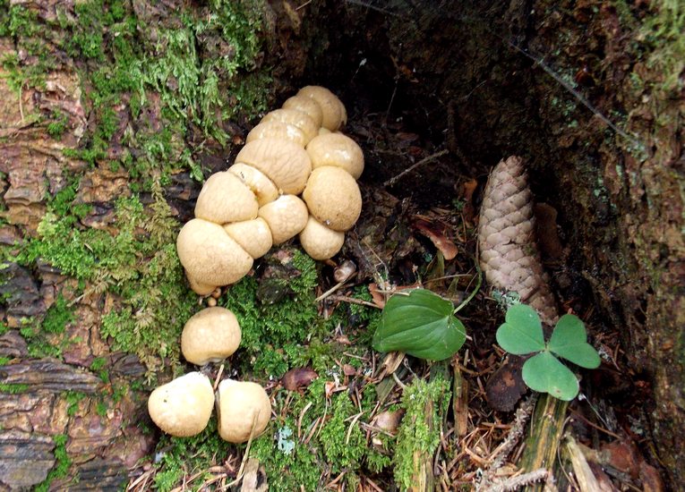lycoperdon pyriforme