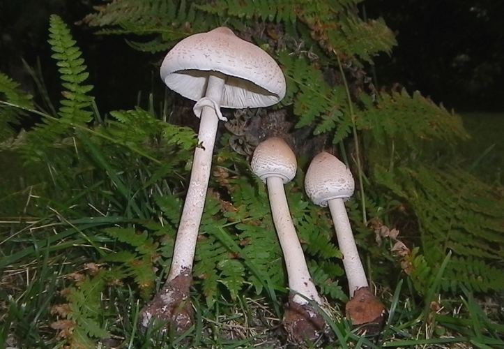 macr_mastoidea_Vallacera