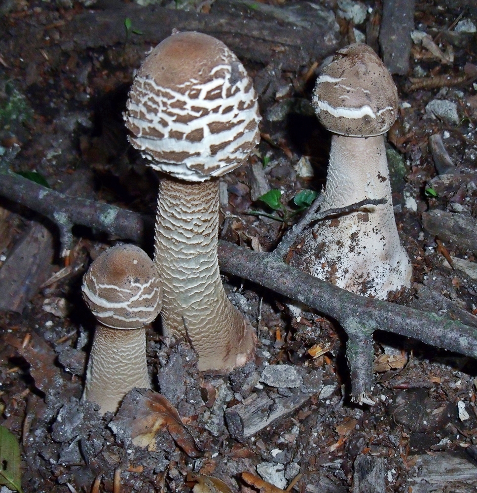 macrolepiota procera scheda