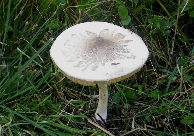 macrolepiota_konradii_Sibillini_2