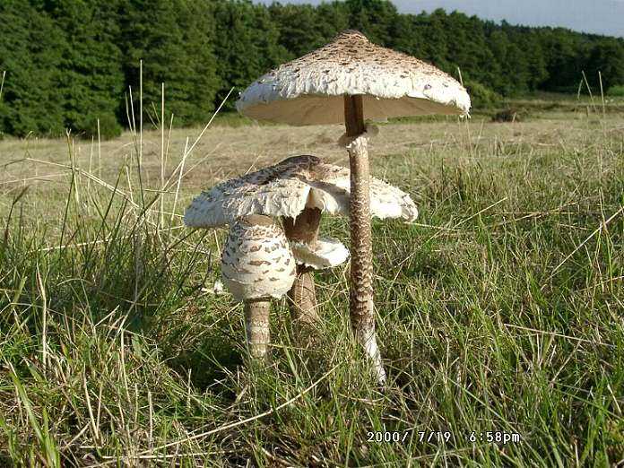 macrolepiota_procera_hr