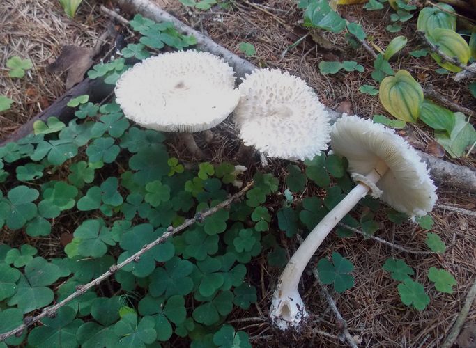 macrolepiota_puellaris