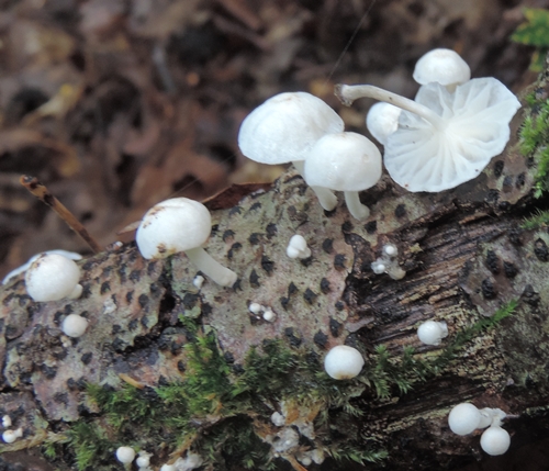 marasmiellus candidus x scheda