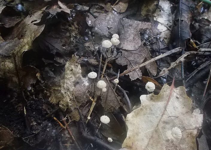 marasmius_quercophilus