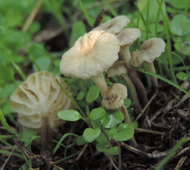 marasmius vaillantii Parco Maggio Ot. Livio
