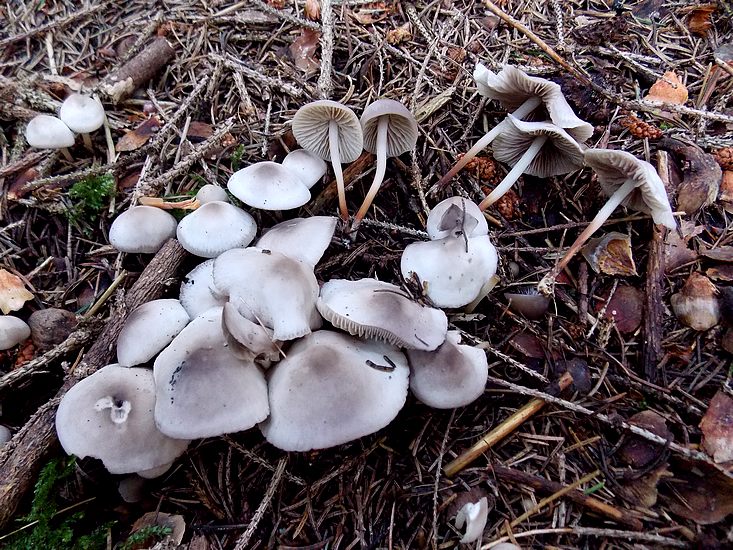 marasmius winnae