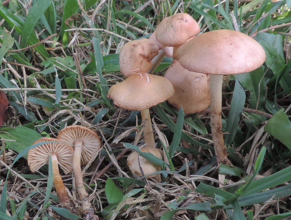 marassmius oreades scheda