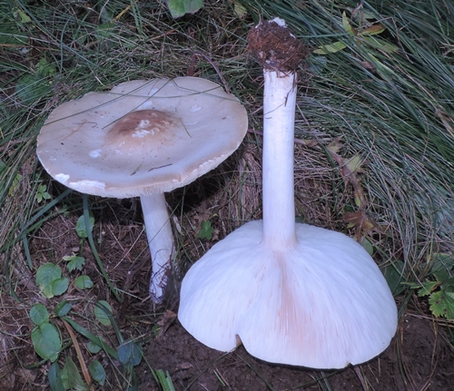 melanoleuca subalpina 3