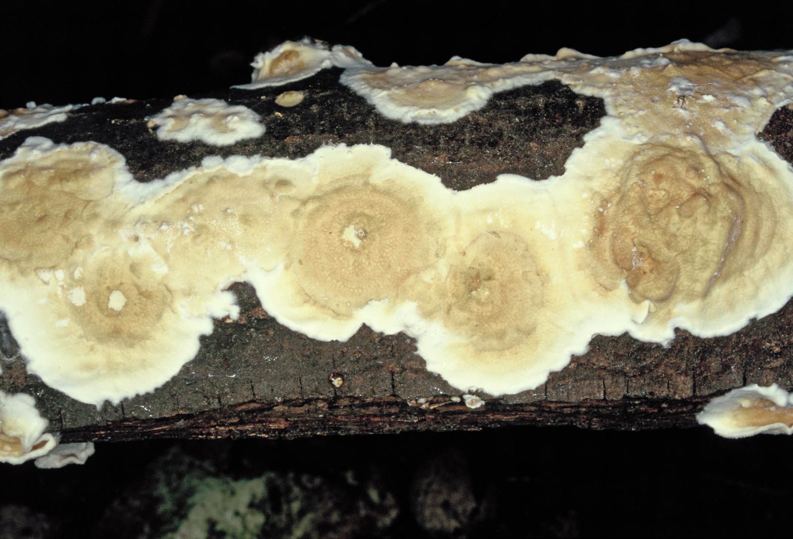 meruliopsis corium 581
