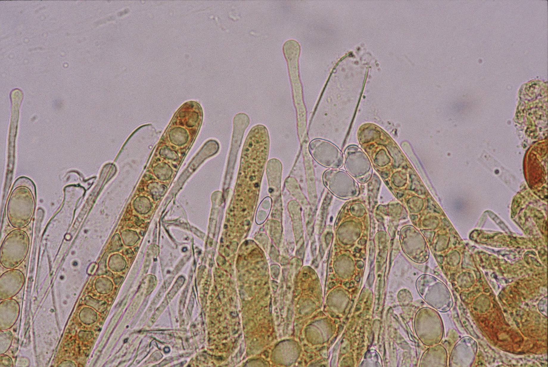 microscopia aschi e parafisi helvella crispa
