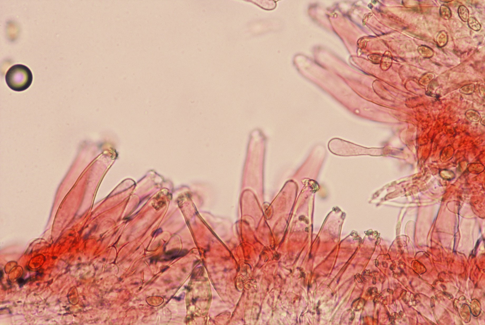 microscopia caulocistidi inocybe geophylla