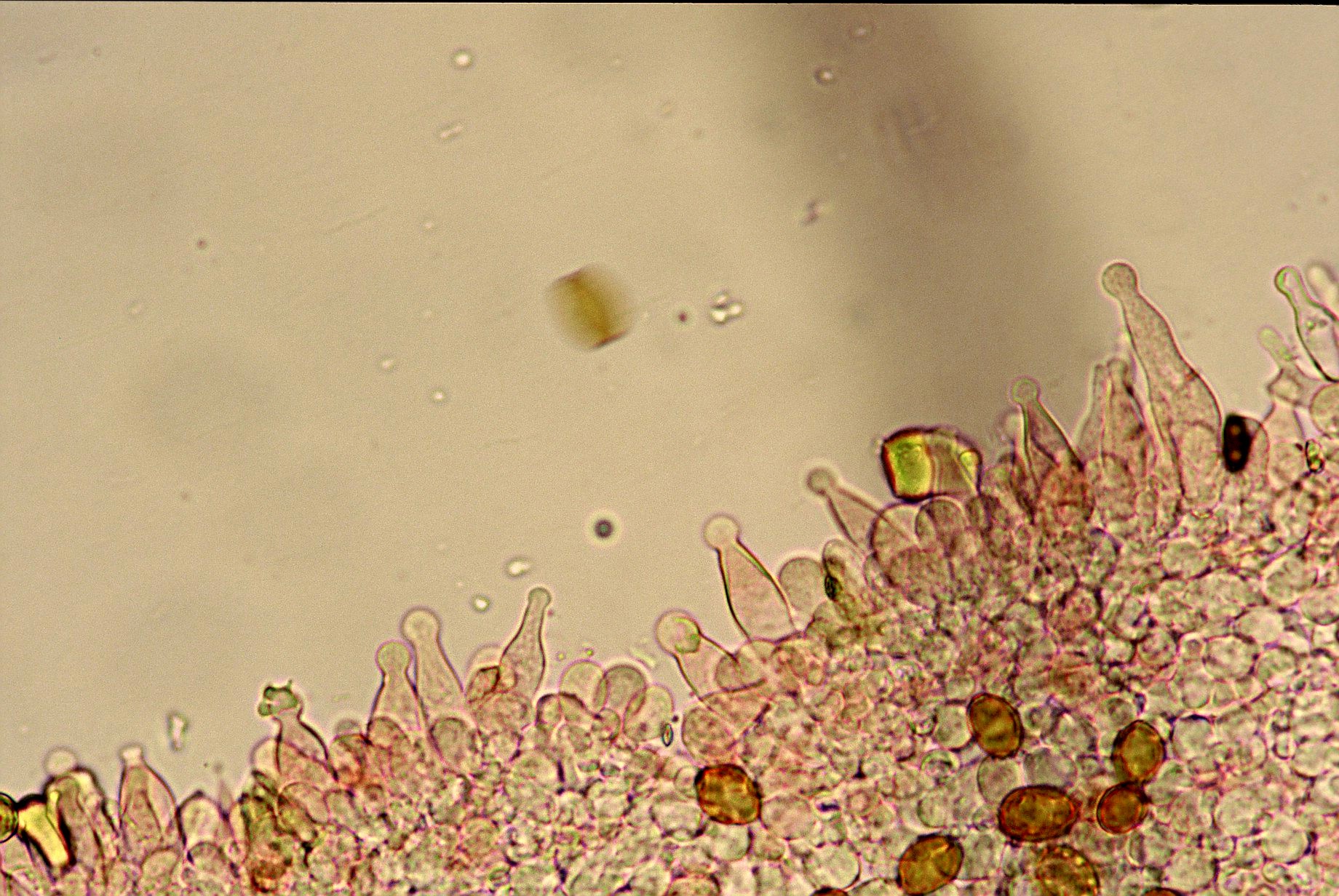 microscopia cheilocistidi agrocybe pediades