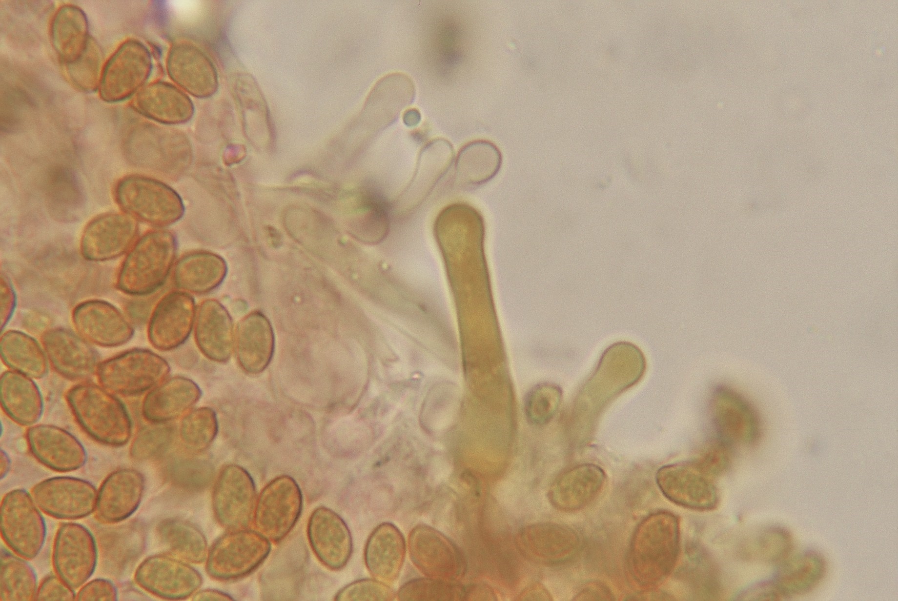 microscopia gymnopilus penetrans