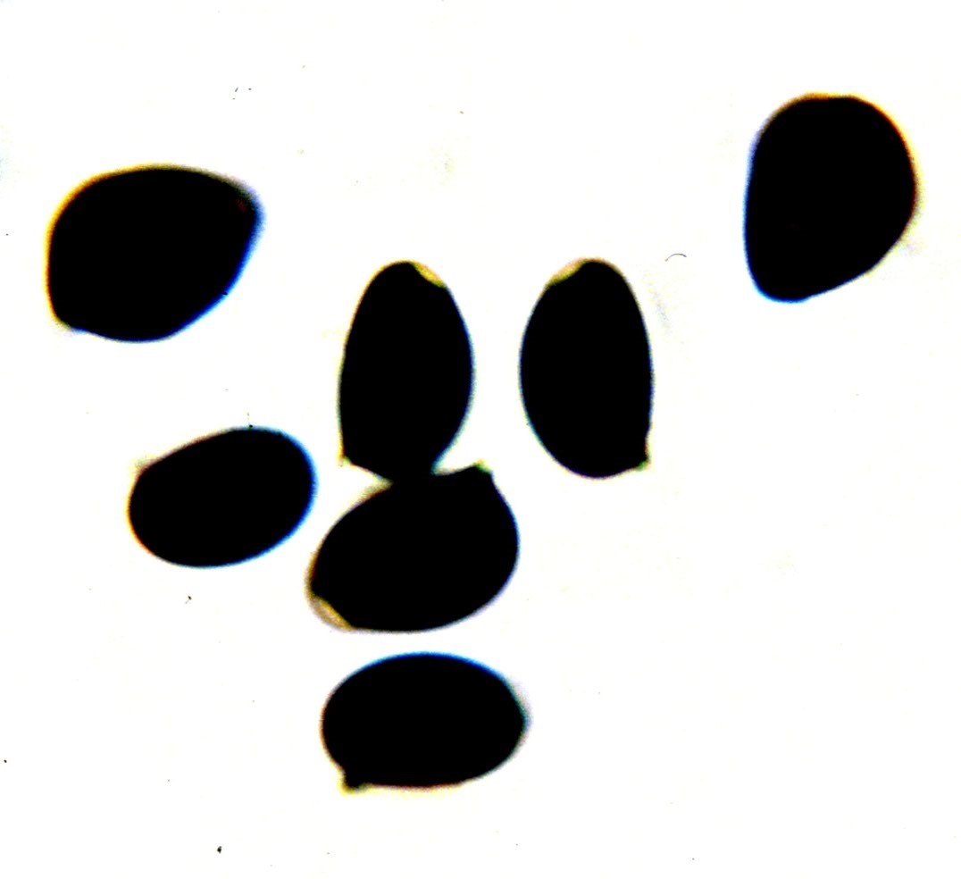 microscopia parasola plicatilis  coprinus plicatilis 