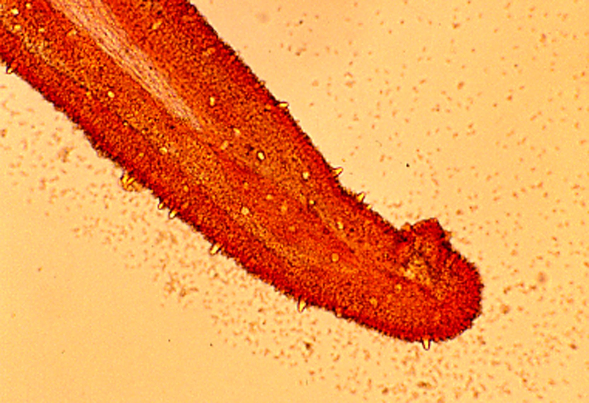microscopia sez. lamella chamaemyces fracidus