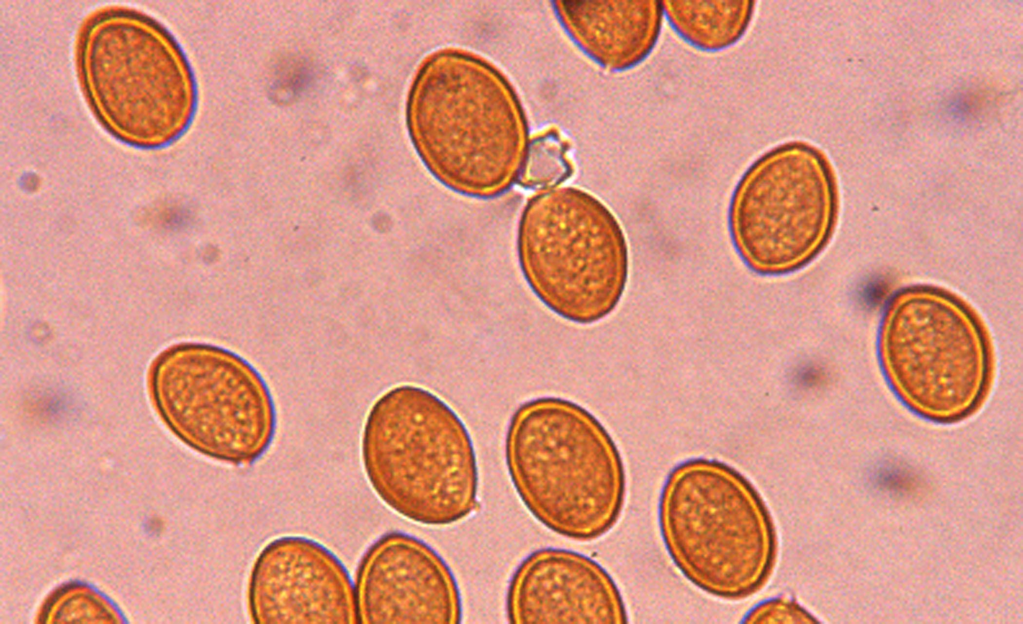 microscopia spore agrocybe pediades