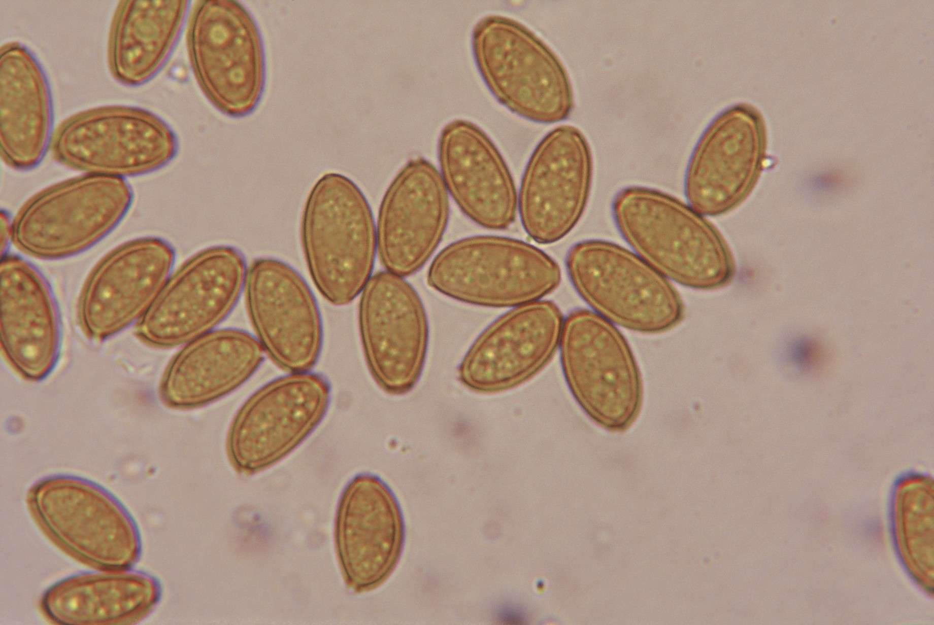 microscopia spore bolbitius titubans