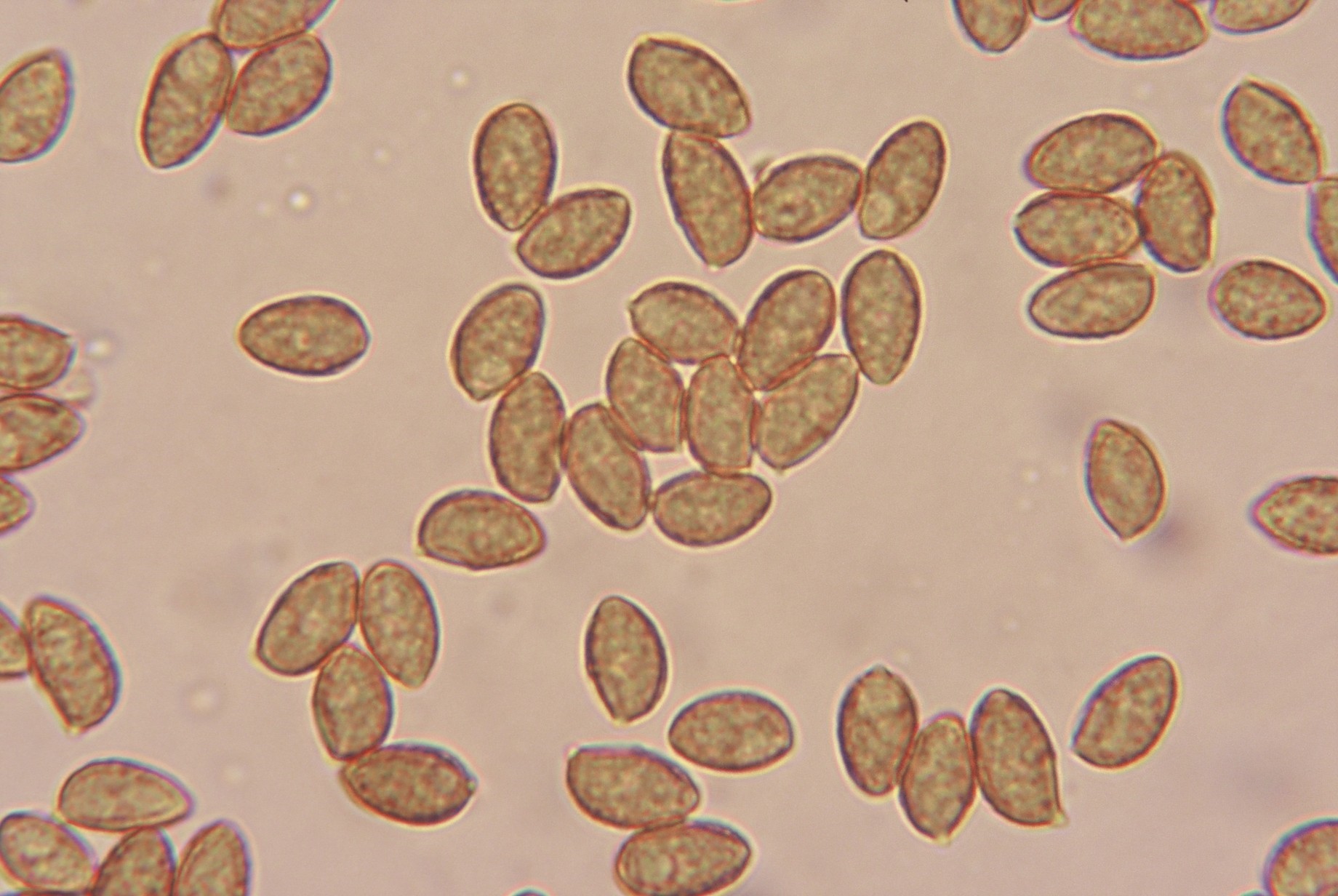 microscopia spore galerina unicolor