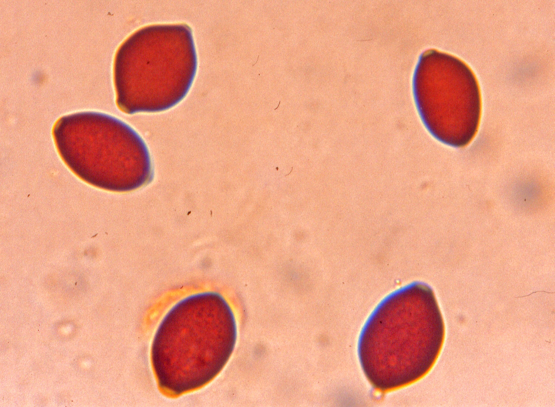microscopia spore panaeolus papilionaceus
