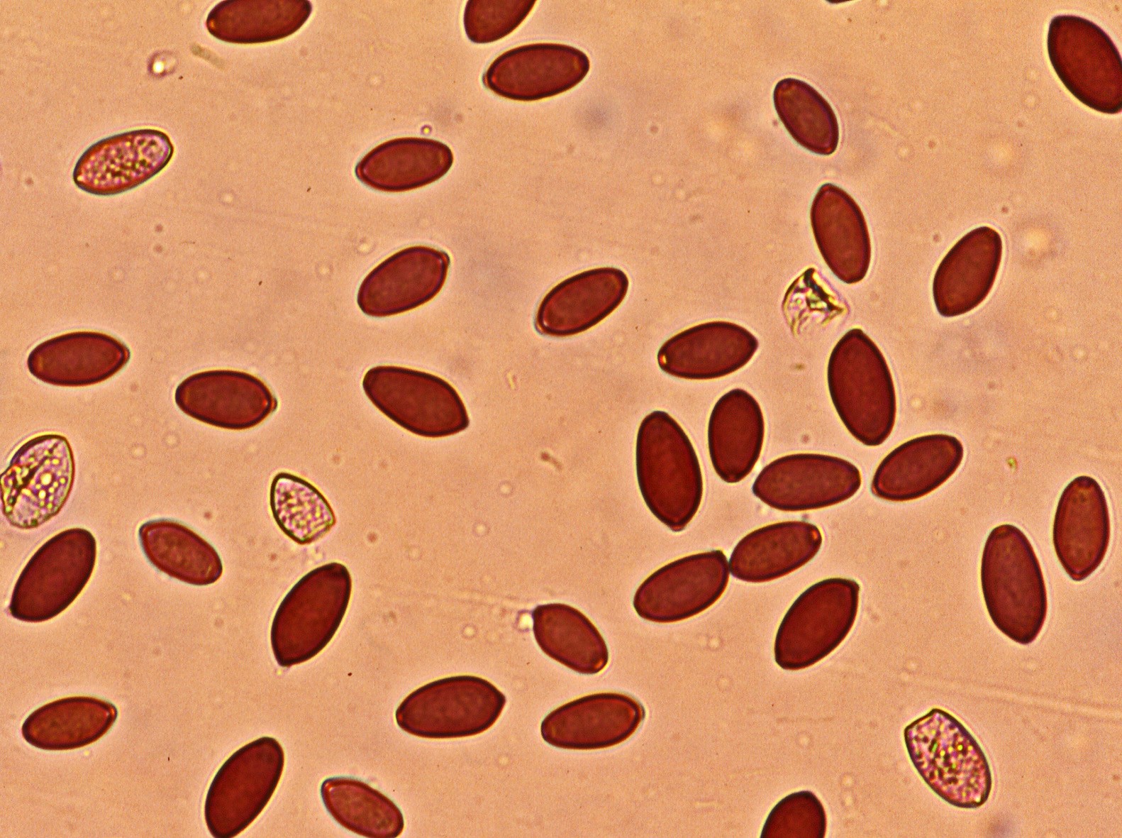 microscopia spore protostropharia semiglobata