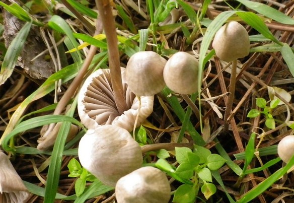 mycena capillaripes al parco 1 maggio