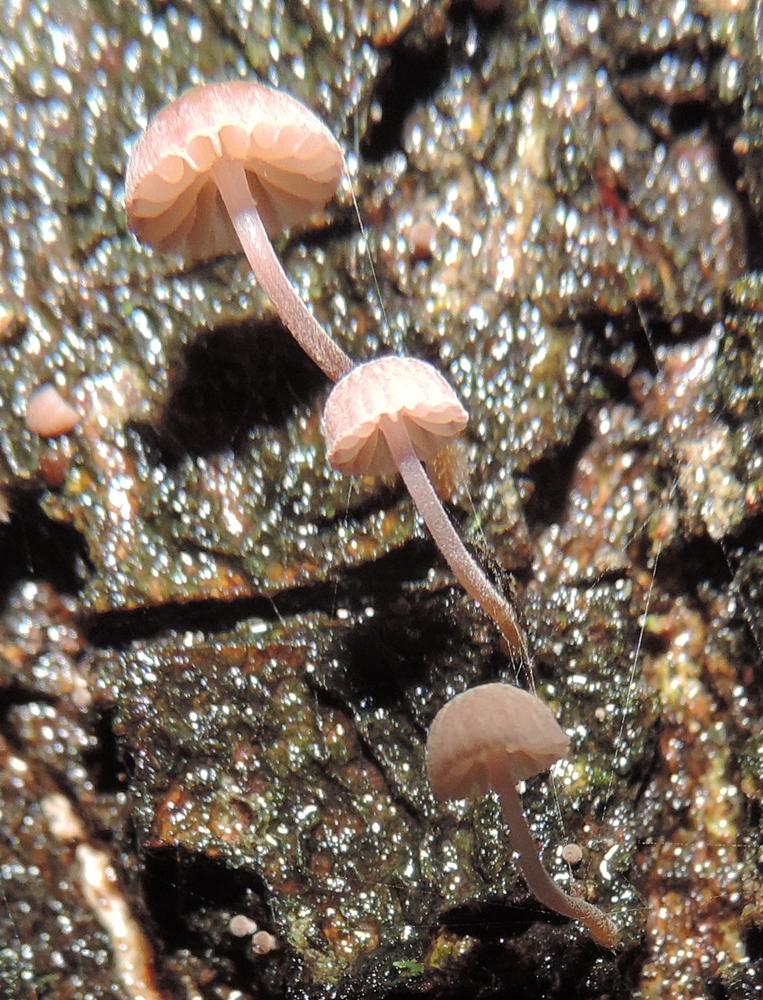 mycena melligena nuova foto