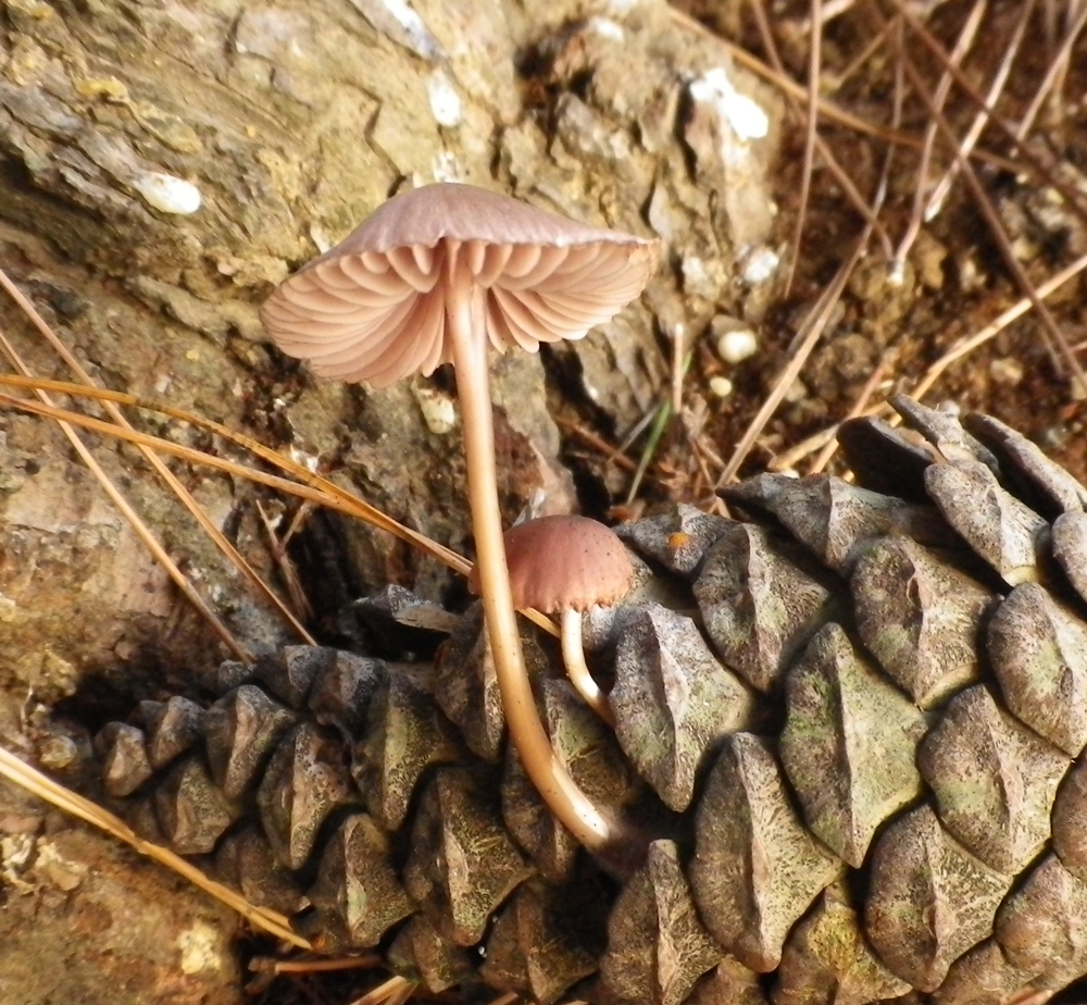 mycena seynii parco 1 maggio scheda