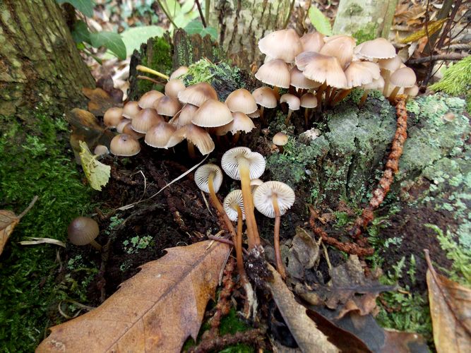 mycena_inclinata
