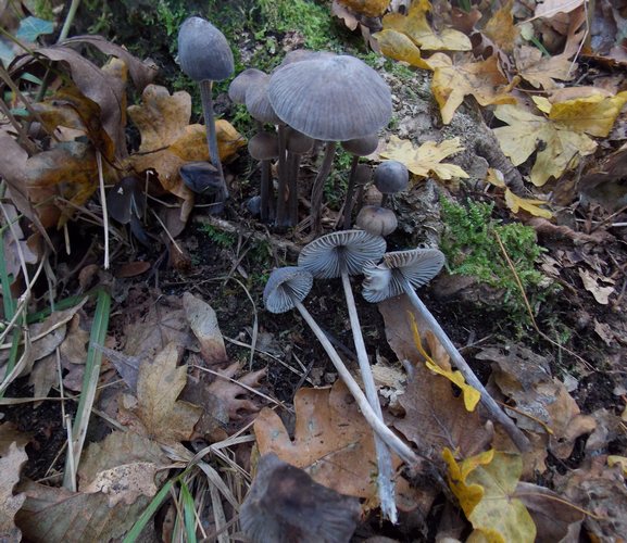 mycena leptocephala