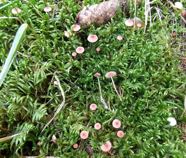 mycena rosella