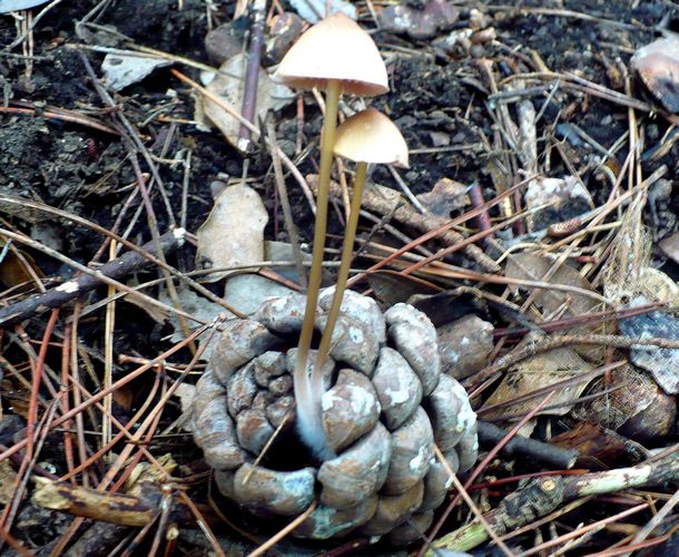 mycena_seynii