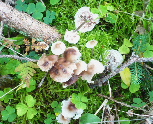 mycena_zephirus