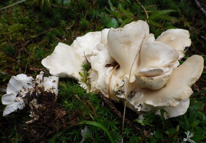 oligoporus_obductus