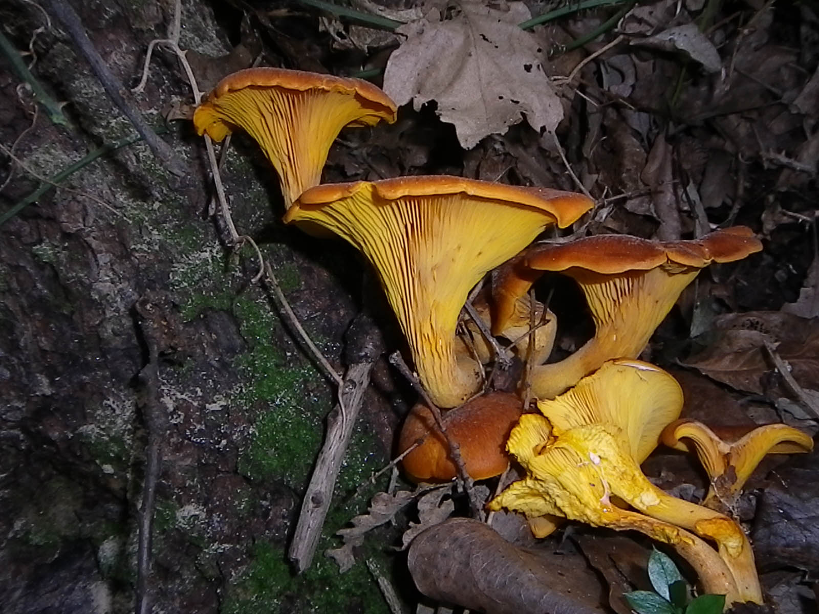 Pensavo di essere una dei pochi a star male il pan d'arancio vegano si prepara in 10min con il solo utilizzo di una ciotola ed un mestolo e grazie all'aroma che. Omphalotus olearius - Gruppo Micologico Naturalistico ...