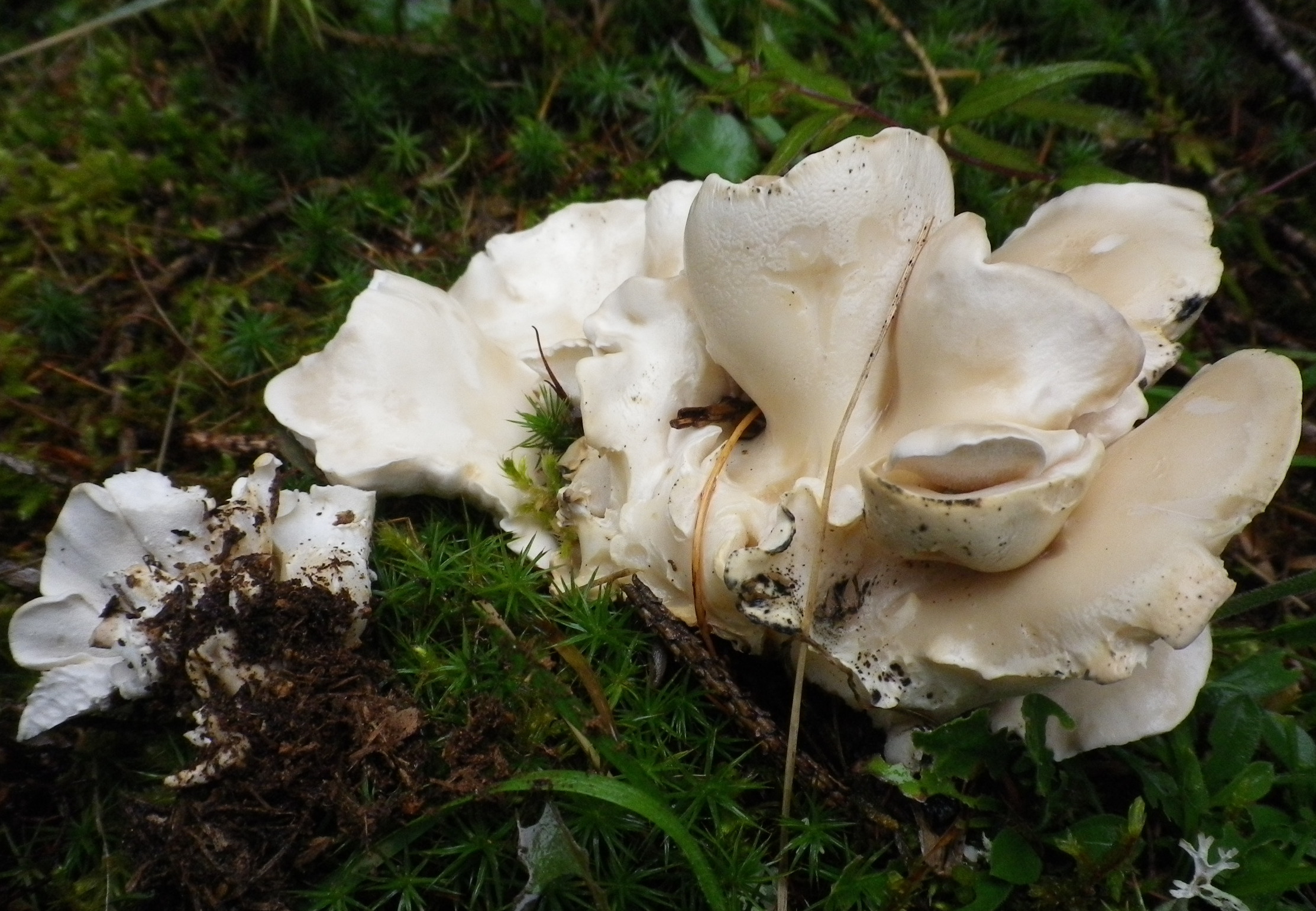 osteina obducta foto