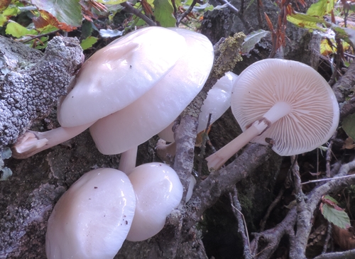 oudemansiella mucida