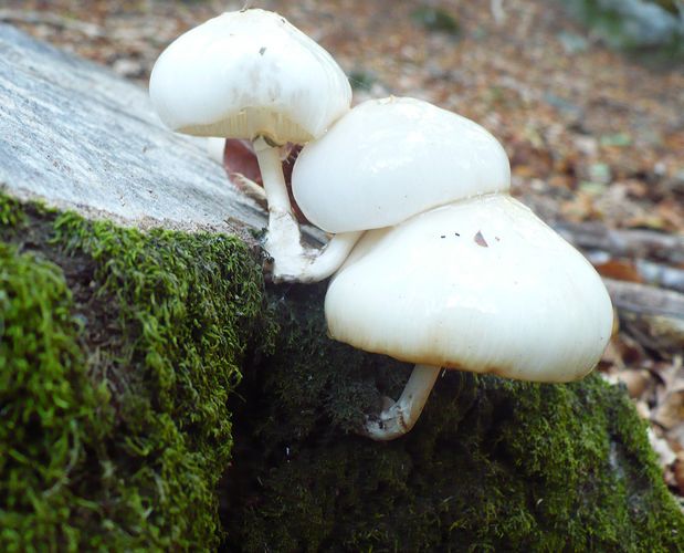 oudemansiella_mucida