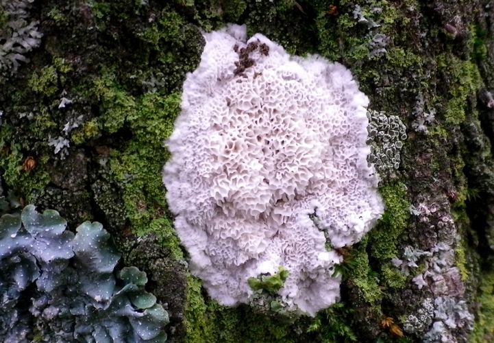 oxyporus_latemarginatus_parco_1_maggio_per_sauro