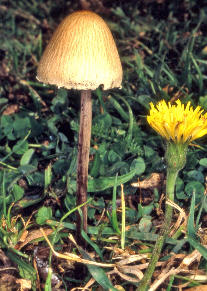 panaeolus papilionaceus