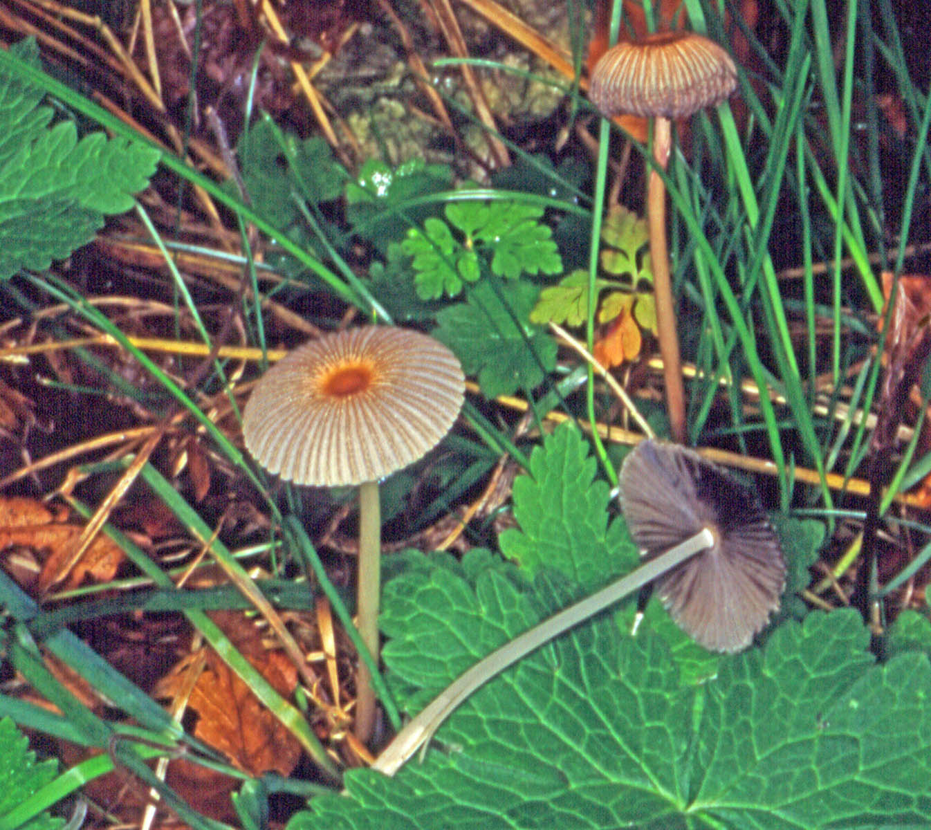 parasola plicatilis  coprinus plicatilis