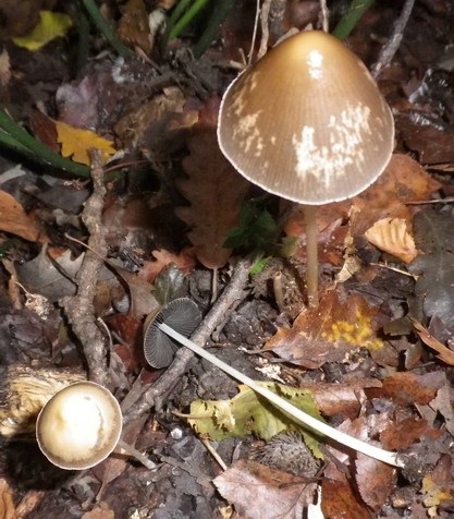 parasola xpsathyrella conopilus x scheda